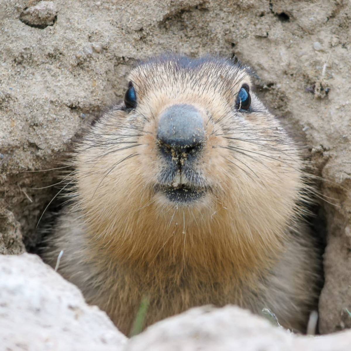 Le marmotte di Bellino