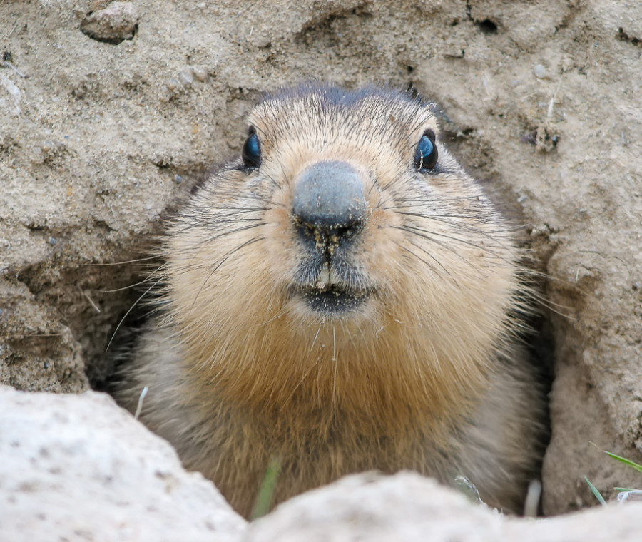 Le marmotte di Bellino
